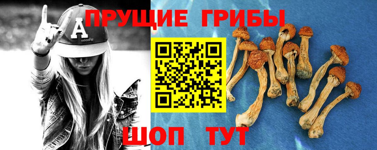 где можно купить   Галлюциногенные грибы Cubensis  Вход с VPN  Волоколамск 